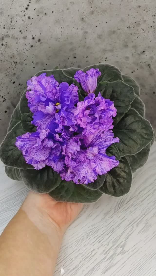 Фиалка ВаТ-Инопланетянин