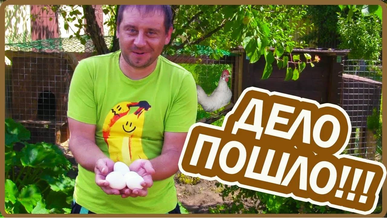 Курятник работает👆 Сколько штук яиц снесли куры за 3 дня.🐤