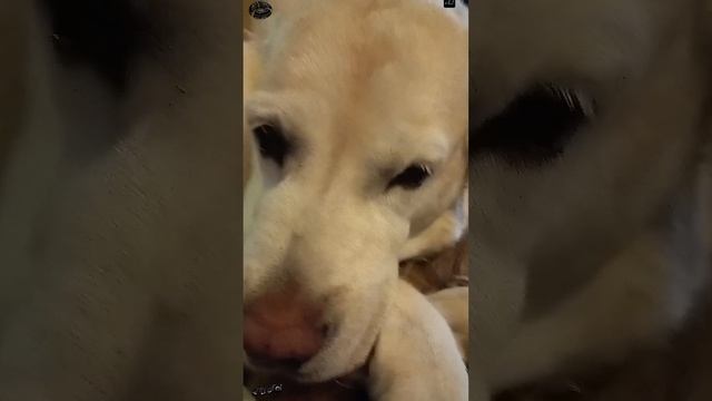 Потеряшка нашлась