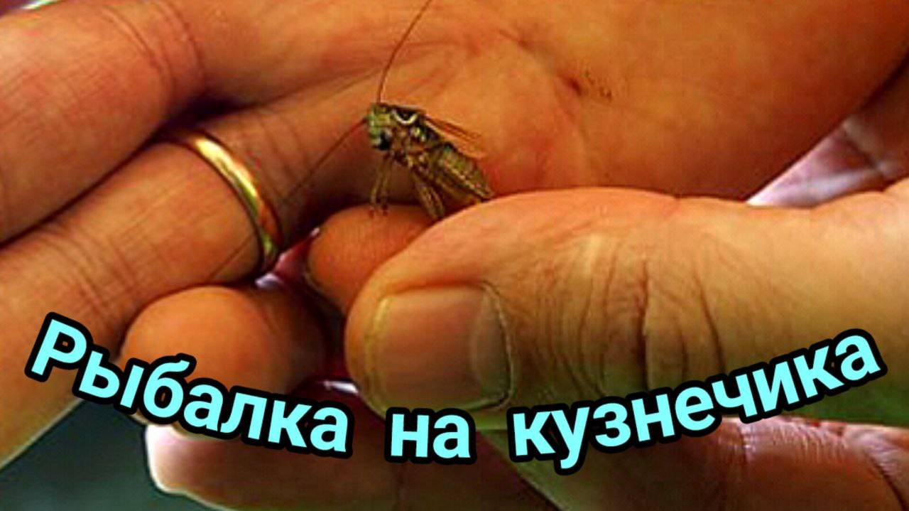 Рыбалка на КУЗНЕЧИКА на СНАСТЬ ПЕРЕТЯГ.