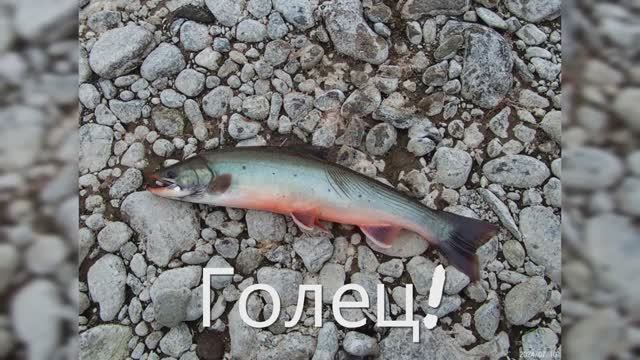 Голец! (Камчатка 2024)