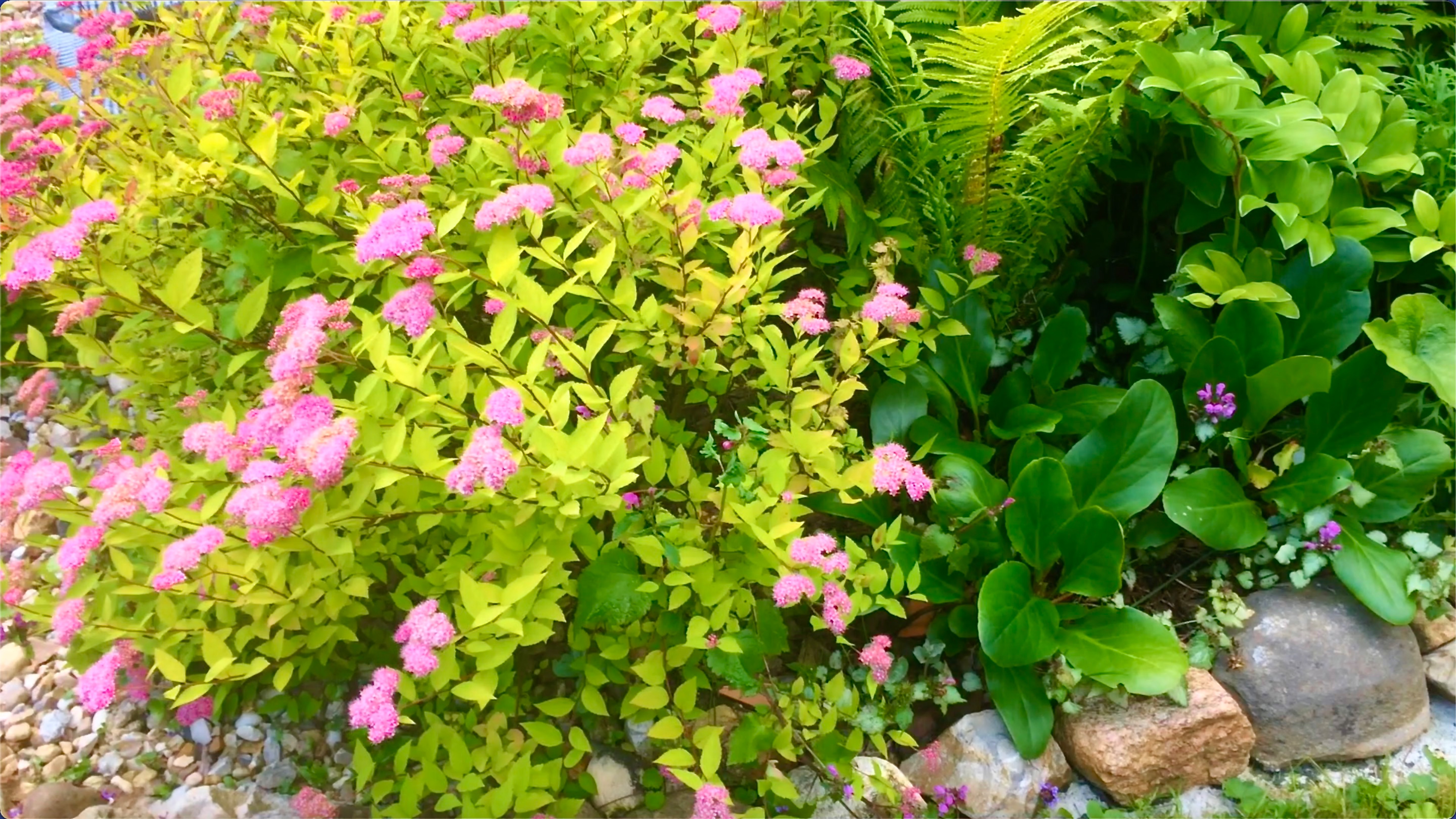 ОБЗОР РАСТЕНИЙ В МНОГОЛЕТНЕЙ КЛУМБЕ ПЕРЕД КРЫЛЬЦОМ. ИЮЛЬ. Видео из архива 2020г.