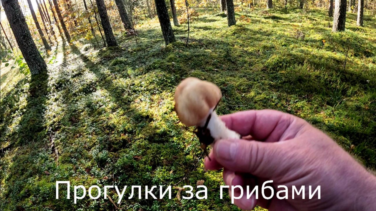 Прогулки за грибами. По рекомендации зрителя ищу цыганки на супчик.