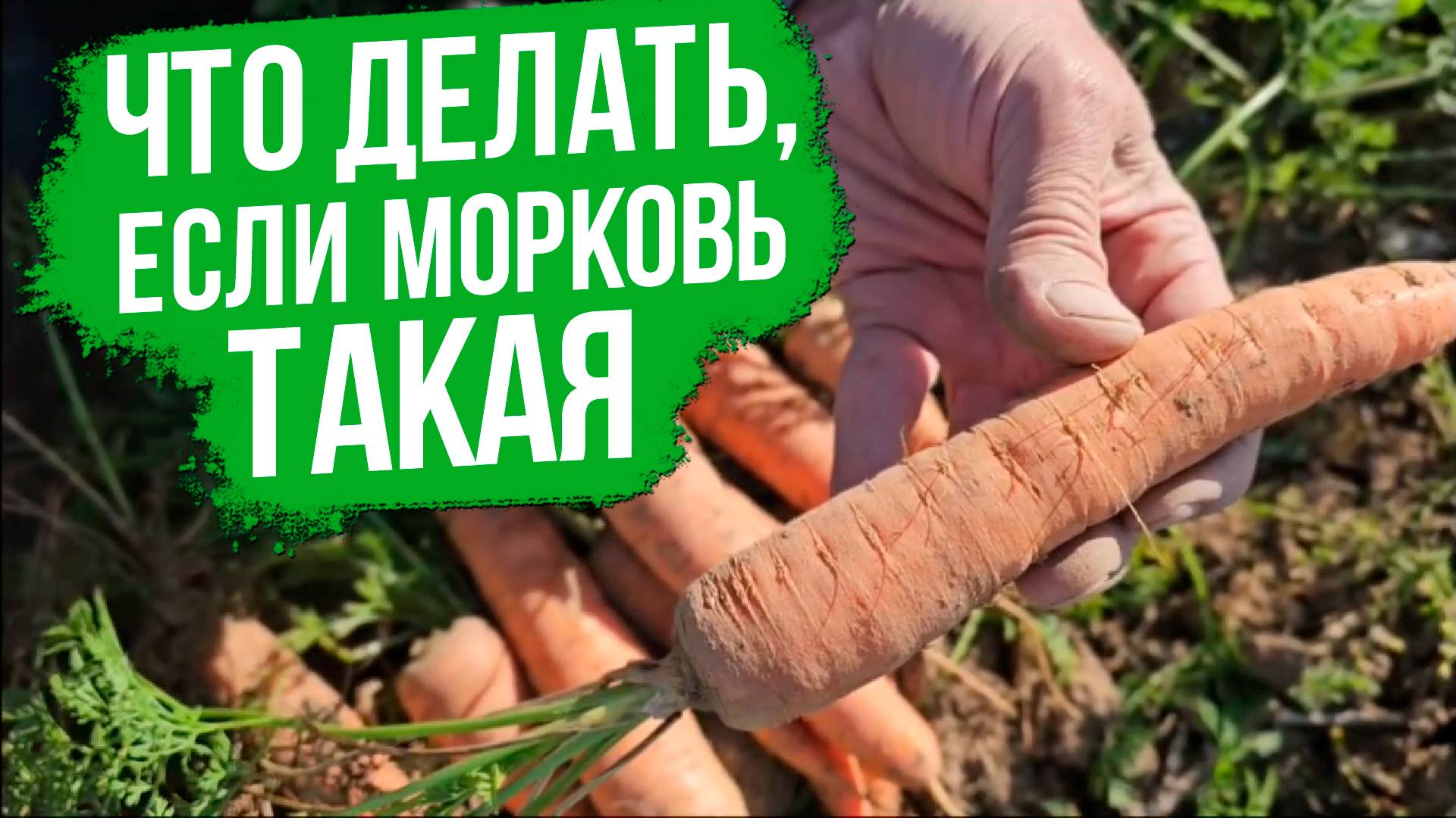 Как вырастить здоровую и ровную морковь в неблагоприятных условиях?