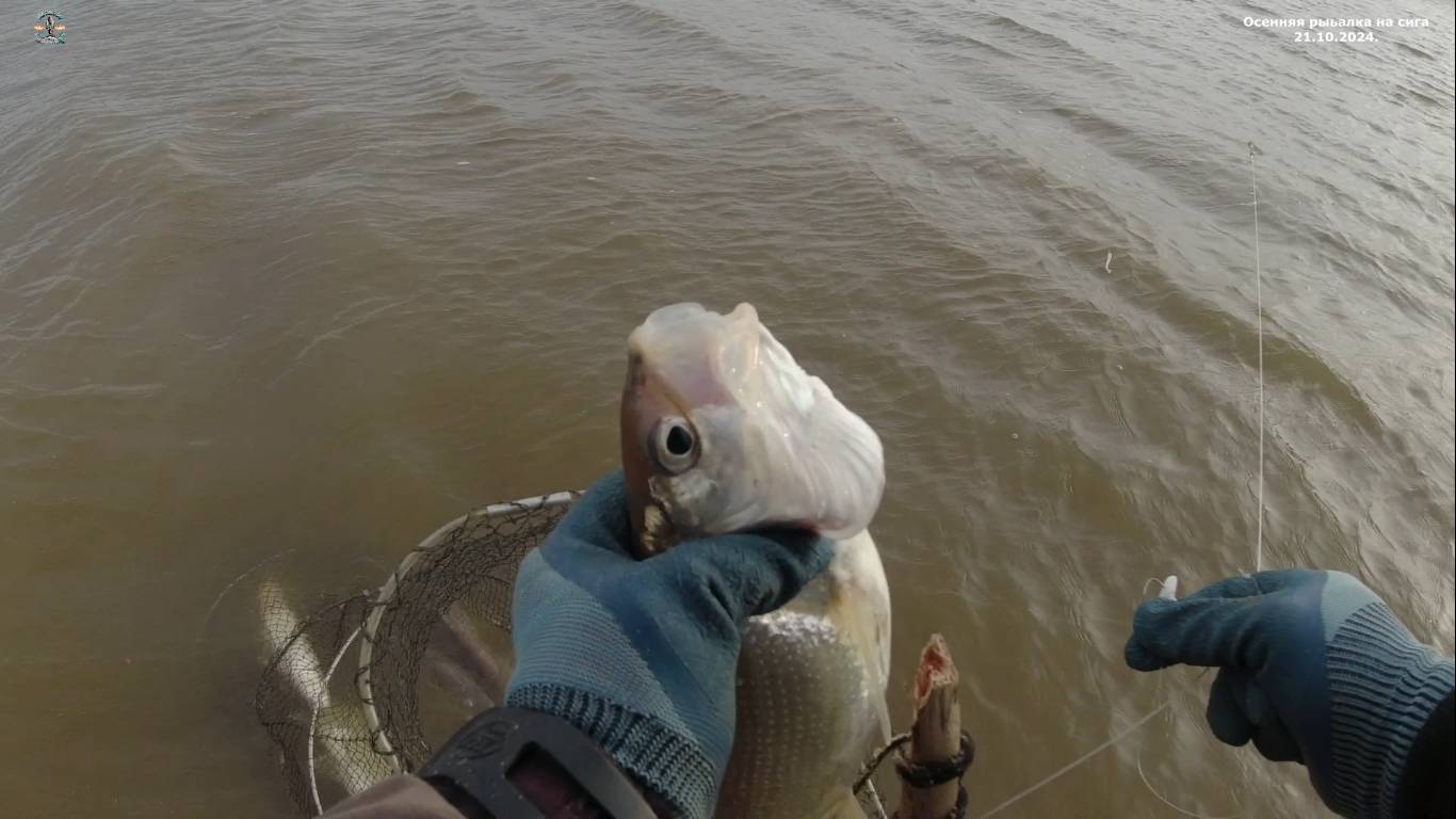 Осенняя рыбалка на сига 21.10.2024.