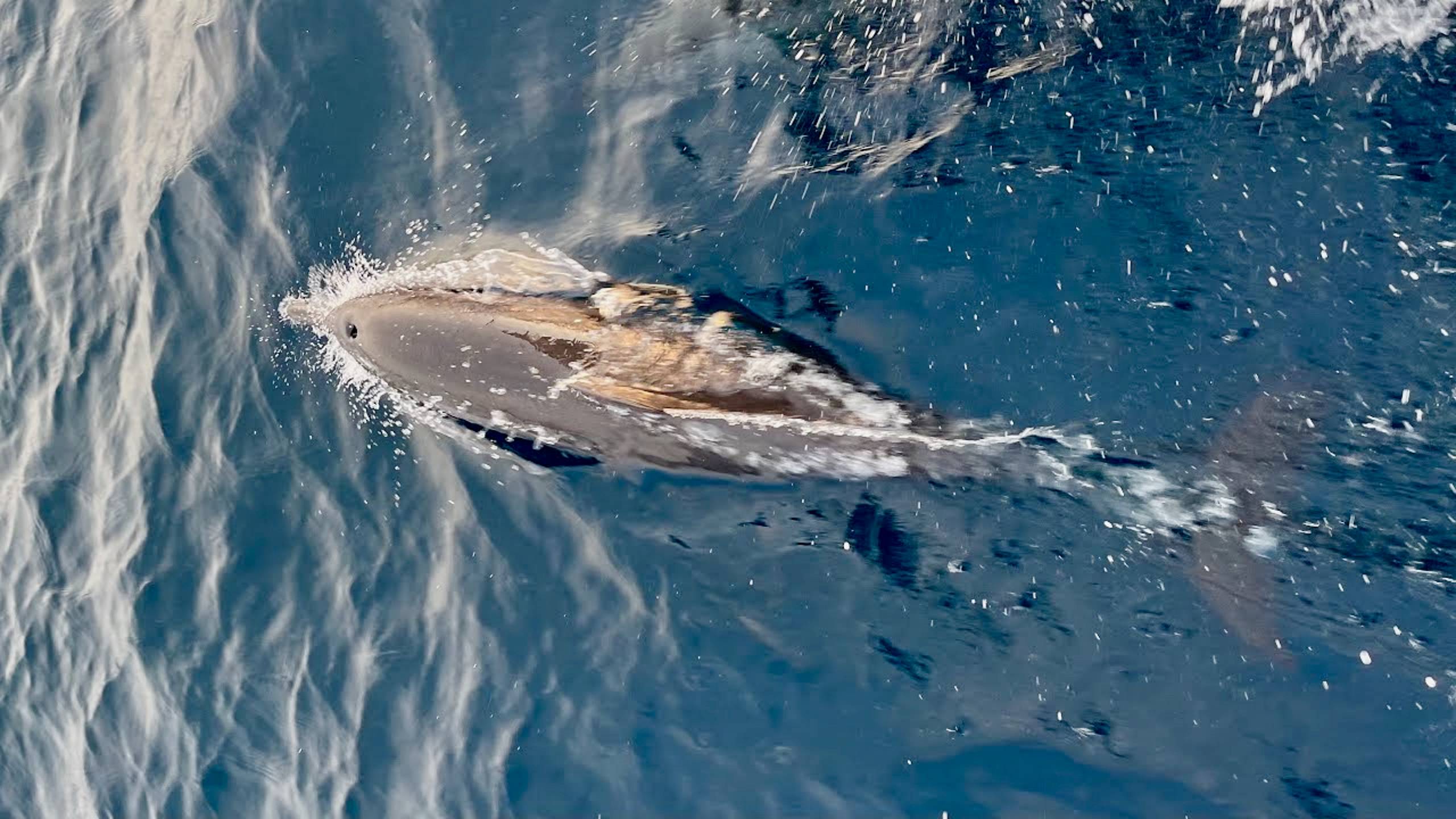 Кто с кем гуляет - мы с дельфинами или дельфины с нами?