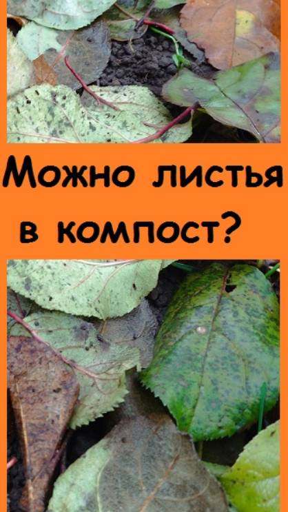 Какие листья можно сразу  складывать в компост, а какие - только после обработки