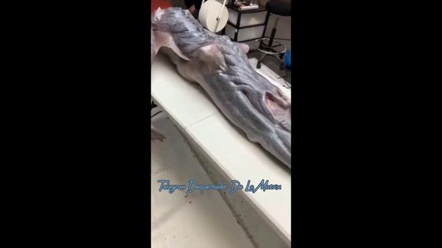 Без коментариев