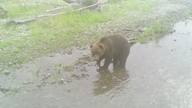 Подранок! (Камчатка 2024)