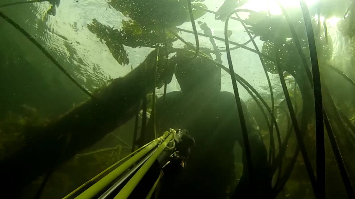 Подводная охота на Язя и Щуку Поиск в речных зарослях сплавом