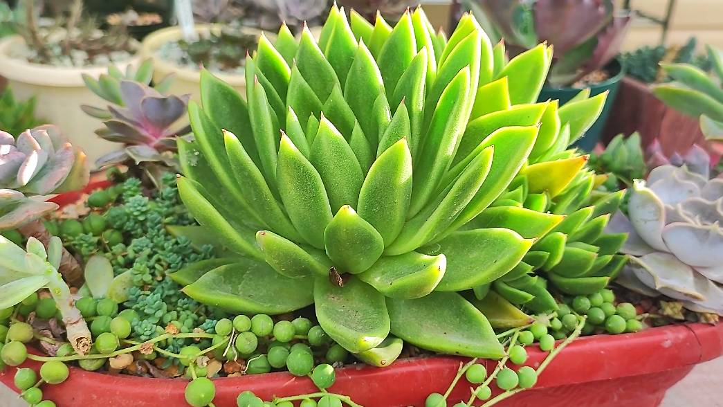 Пересадка эхеверии Миранда! Последовала советам и вот что получилось в итоге!