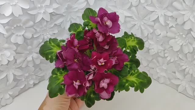 Фиалка ВаТ-Супер Мама