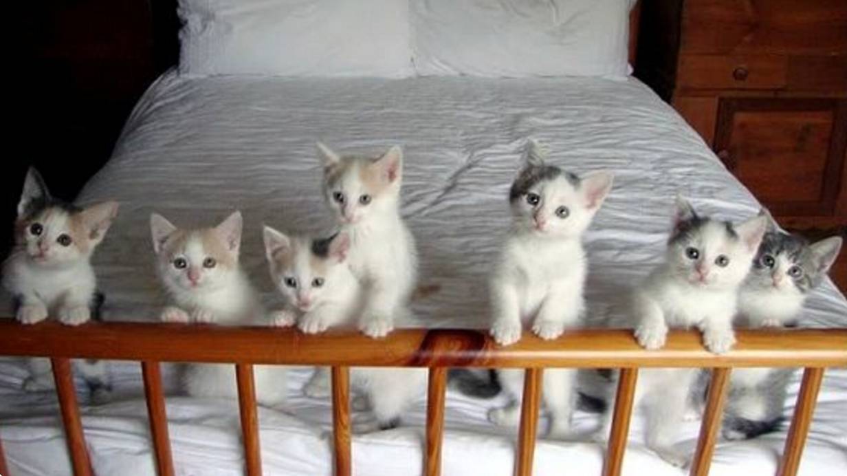 Подборка приколов с животными| Смешные животные