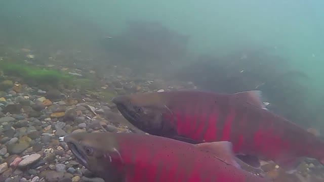 Середина лета! (Камчатка 2024)