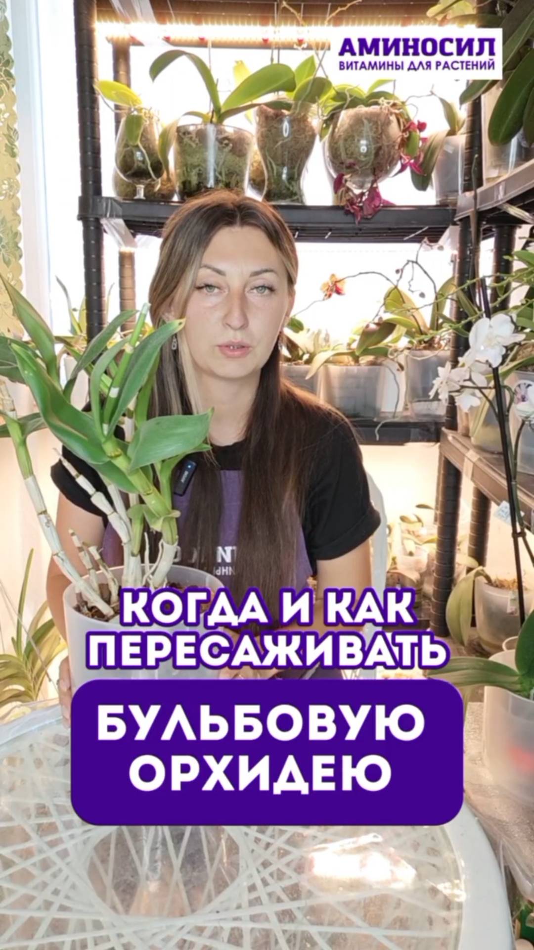 Когда и как пересаживать бульбовую орхидею