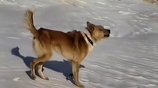 Лыжный поход Хабаровск - Сикачи-Алян по Амуру 1999