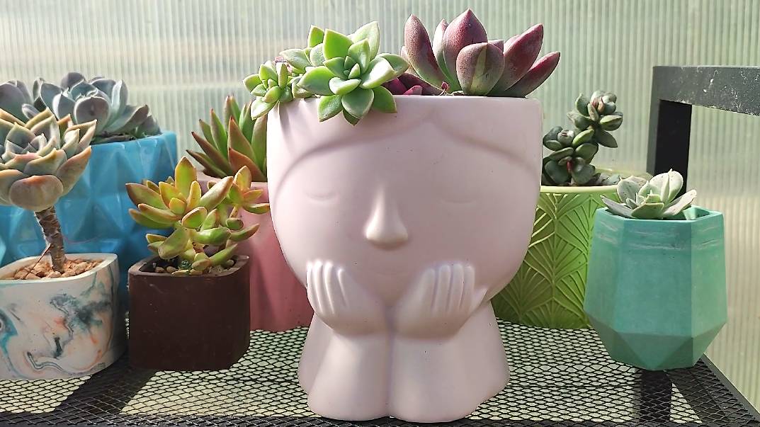 Пересадка церопегии Вуда в красивое кашпо