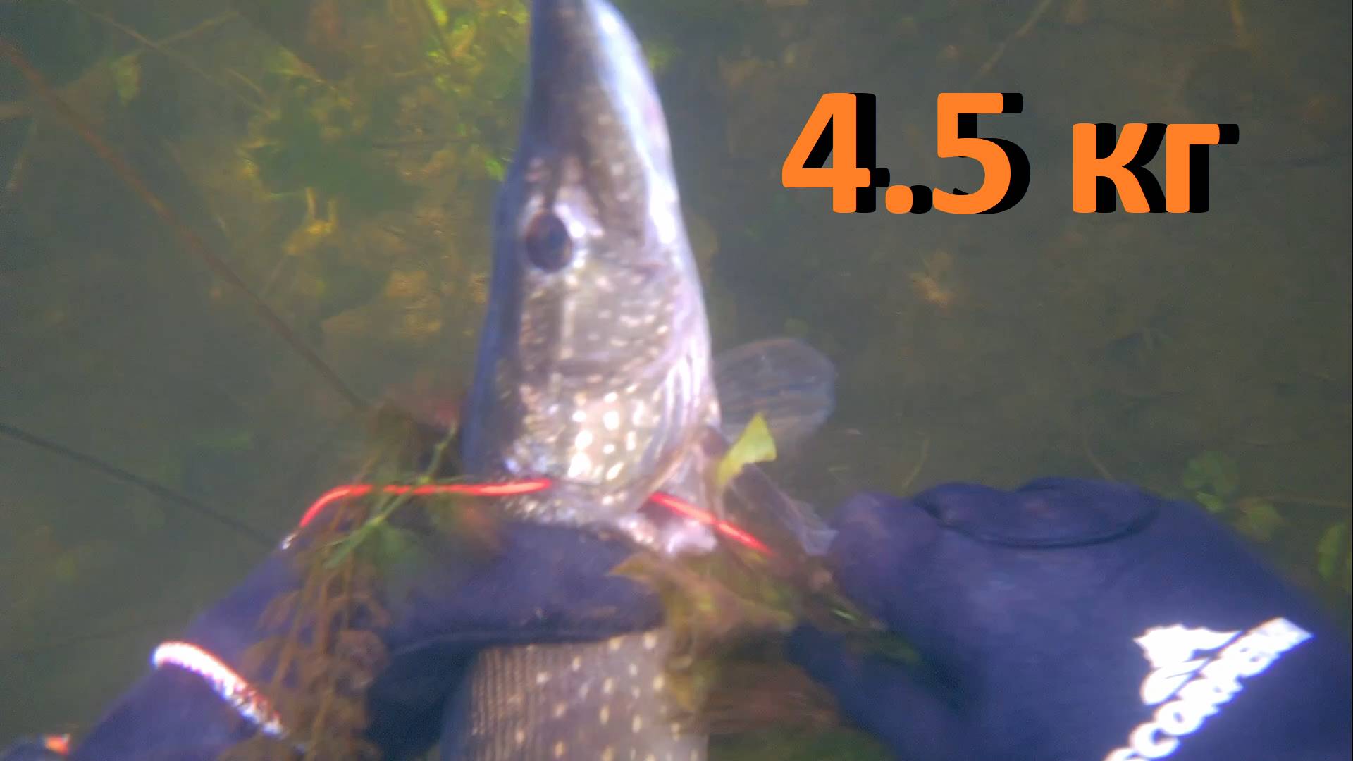 Подводная охота Трудовой поиск щуки на малой реке с арбалетом