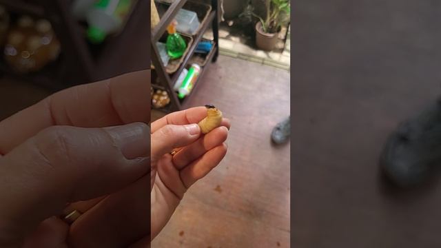 Борнео, этнодеревня 1