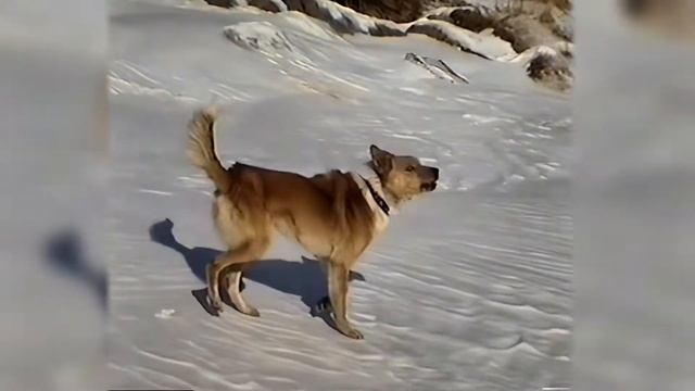Лыжный поход Хабаровск - Сикачи-Алян по Амуру 1999
