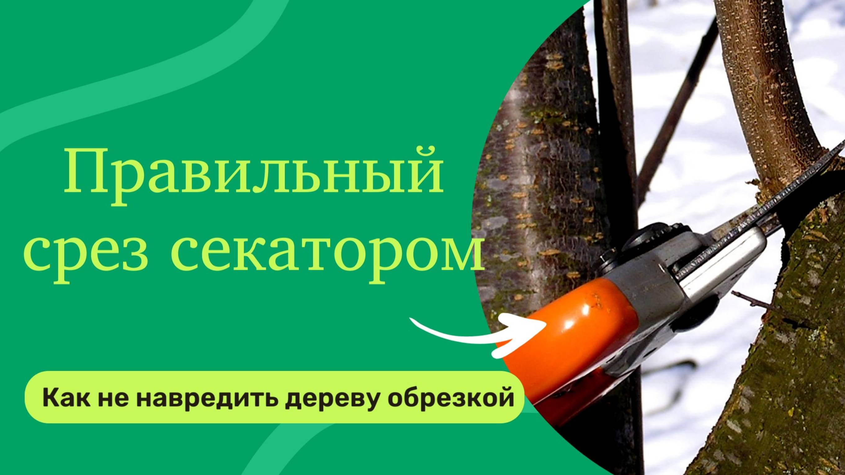 Умный сад, Как правильно работать секатором?