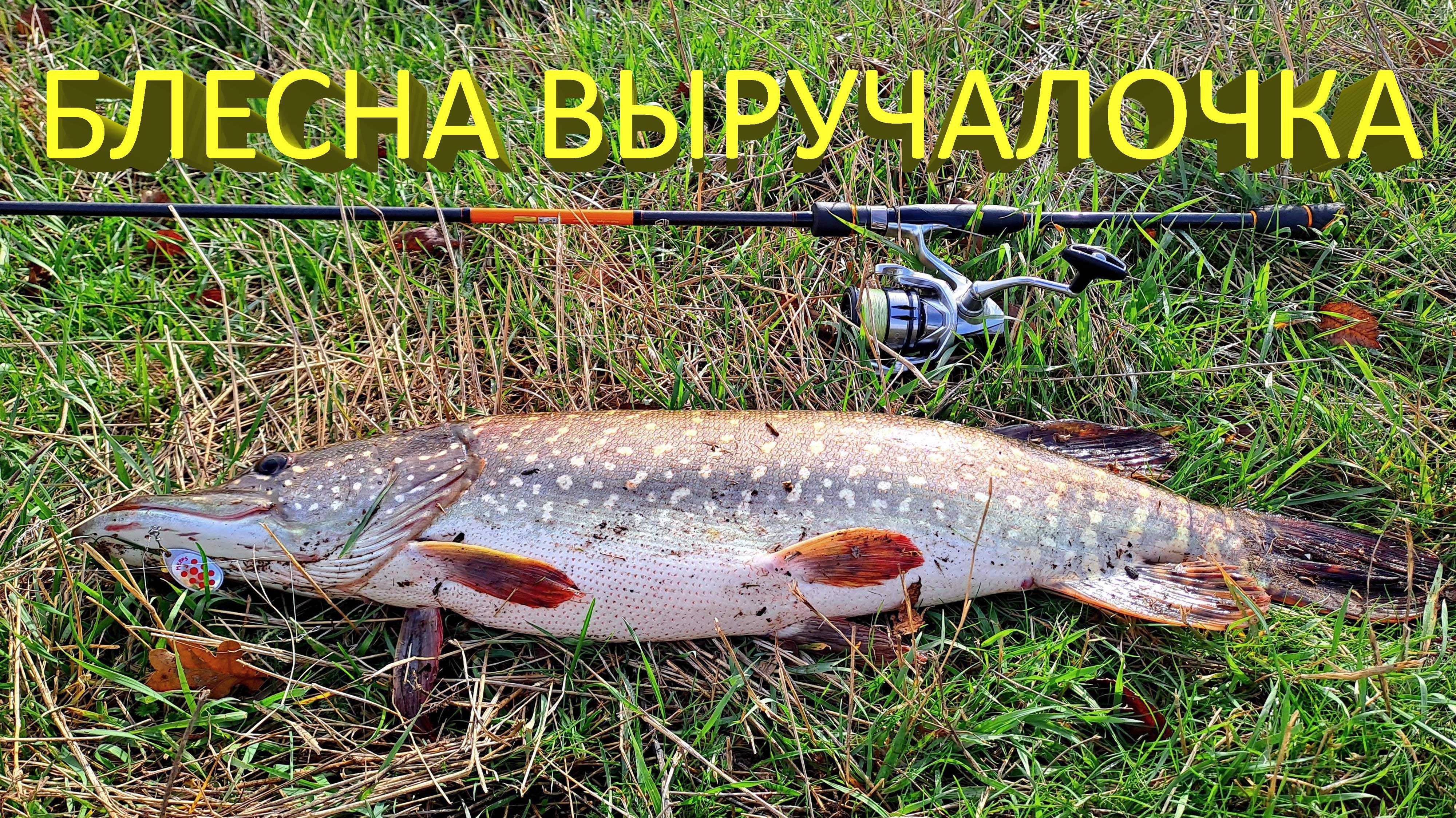 🔥 БЛЕСНА маленькая, а ЩУКА БОЛЬШАЯ! Спиннинг в дугу и КАЙФ от вываживания ЩУКИ 5 кг на тонком шнуре