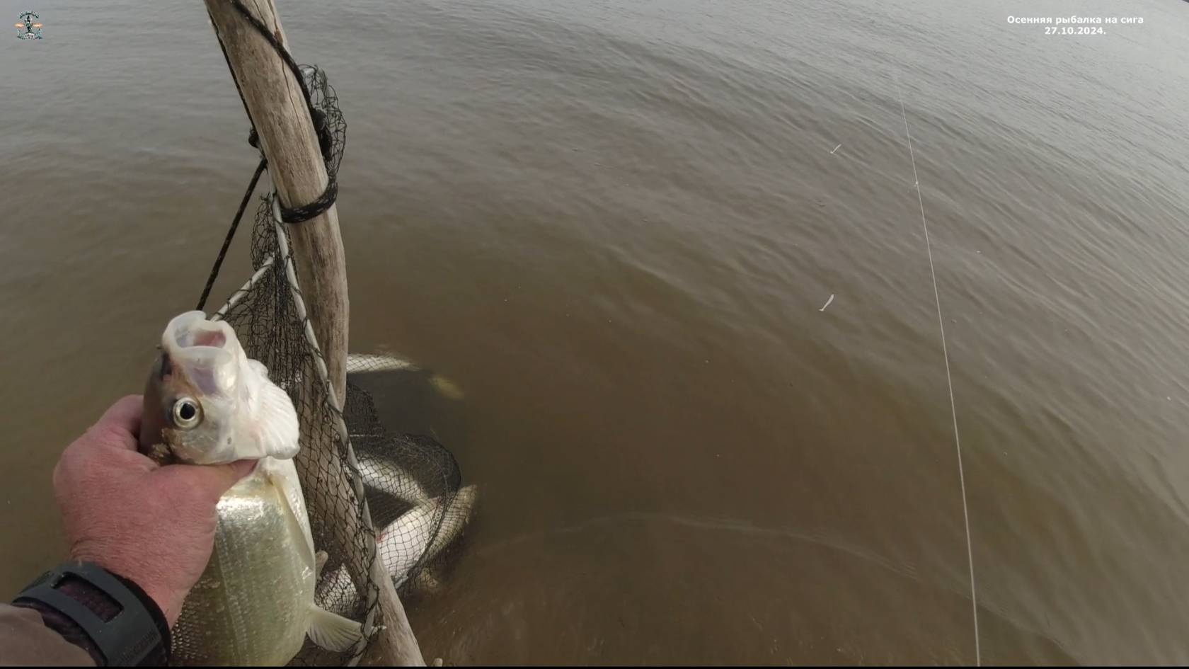 Осенняя рыбалка на сига 27.10.2024.