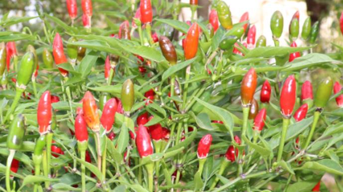 Супер-мини-перцы - праздник осени.