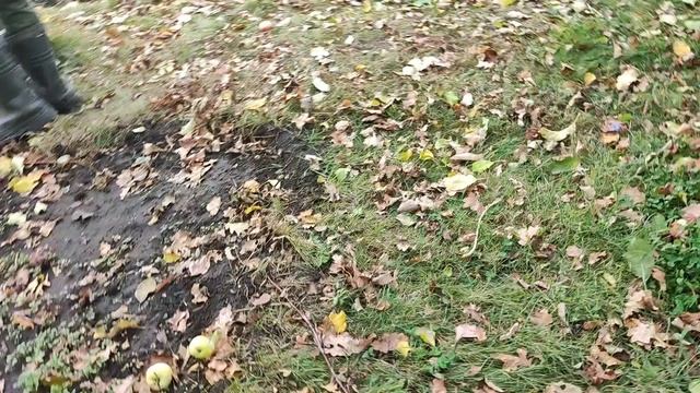 Укрывать розы начинаем. ПроДачу.