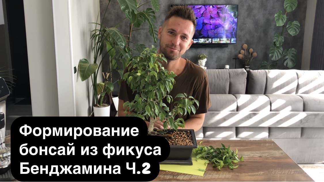 Формирование бонсай из фикуса Бенджамина Ч.2 #сезонконтентаRUTUBE