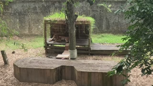 Борнео. Зоопарк. Тигр