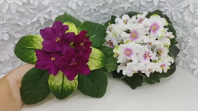 Фиалки ЕК-Бой Быков Голд и Р-Ярило Люкс