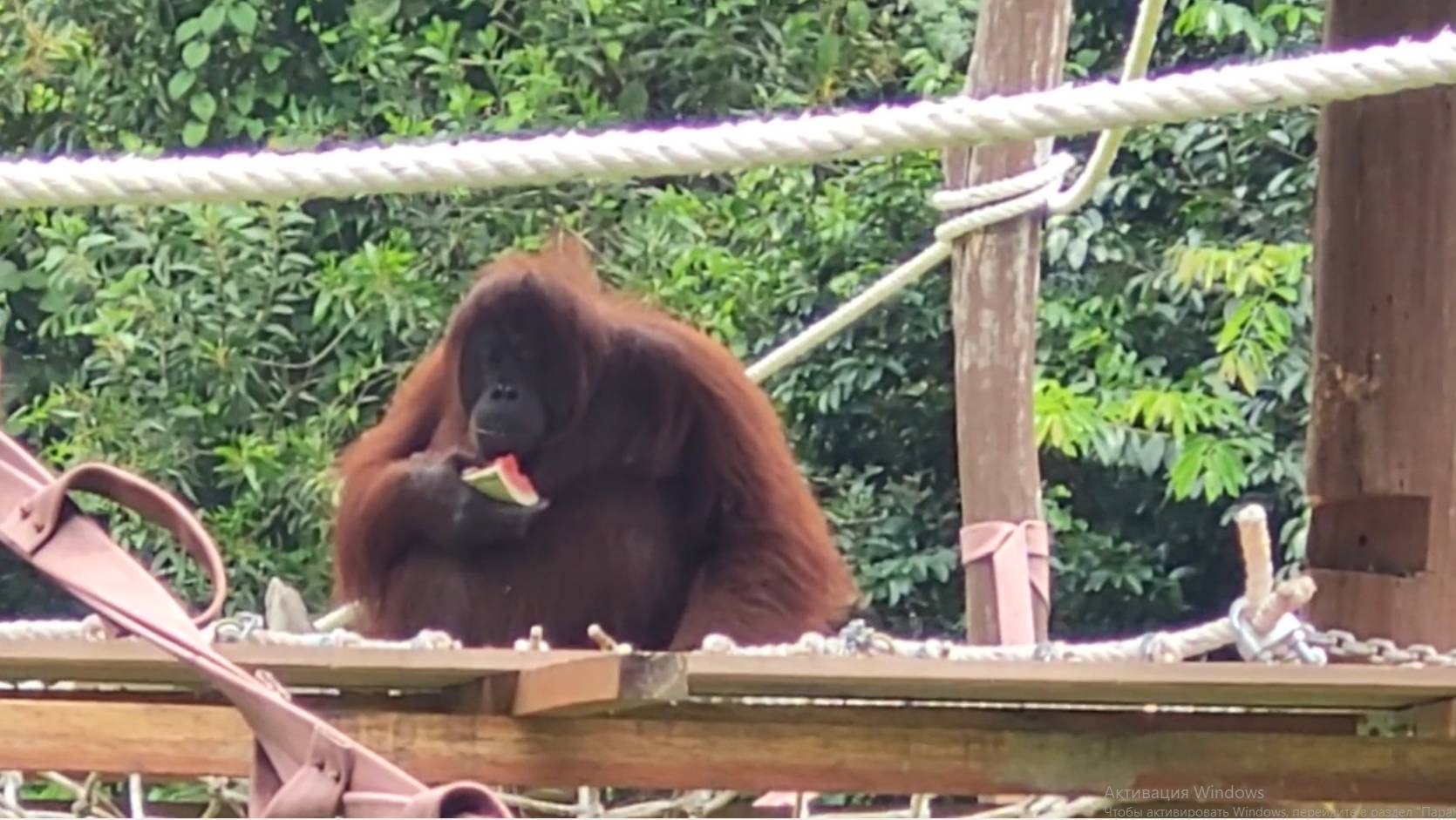 Борнео. Зоопарк. Меланхоличный орангутан