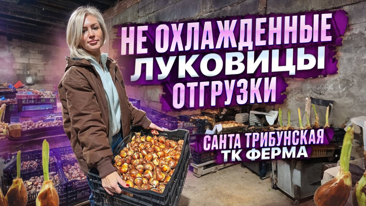 ОТГРУЖАЕМ ЛУКОВИЦЫ ТЮЛЬПАНОВ