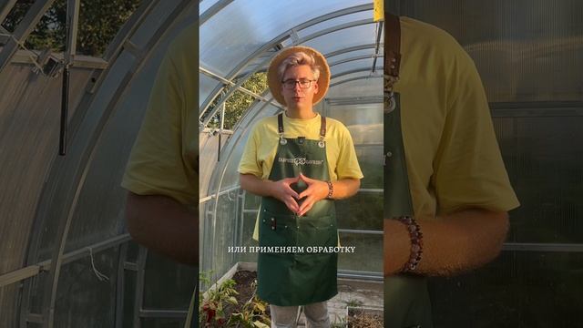 ПАУТИННЫЙ КЛЕЩ В ТЕПЛИЦЕ