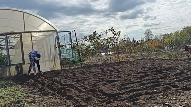 ОГОРОДНЫЕ ДЕЛА за 27 и 30 октября 2024г.