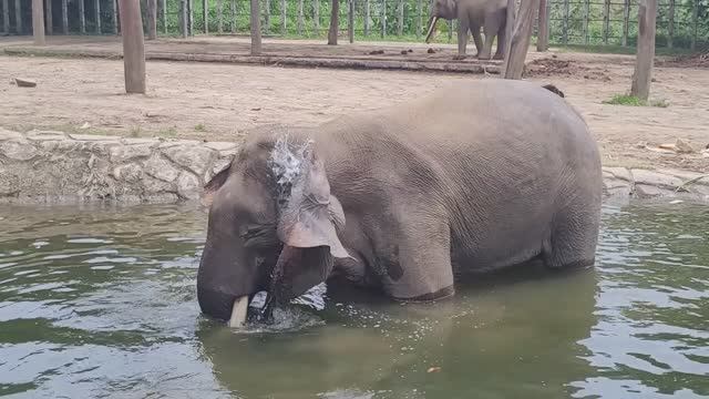 Борнео. Зоопарк. Слоны подводные и танцующие