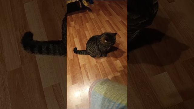 Обидела Барсёныша