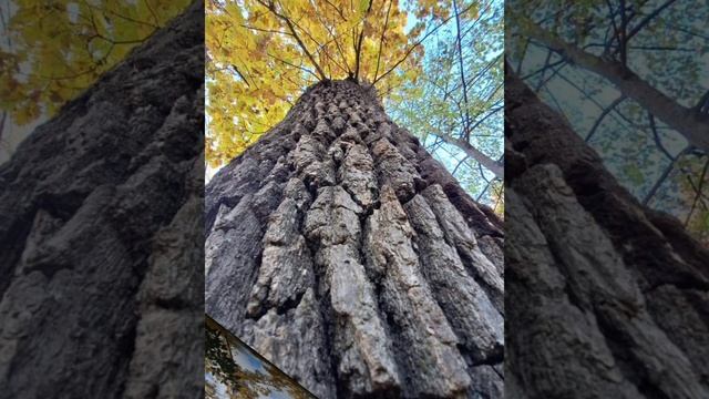 природа октября 2024г. Краснодарский край Тбилисская