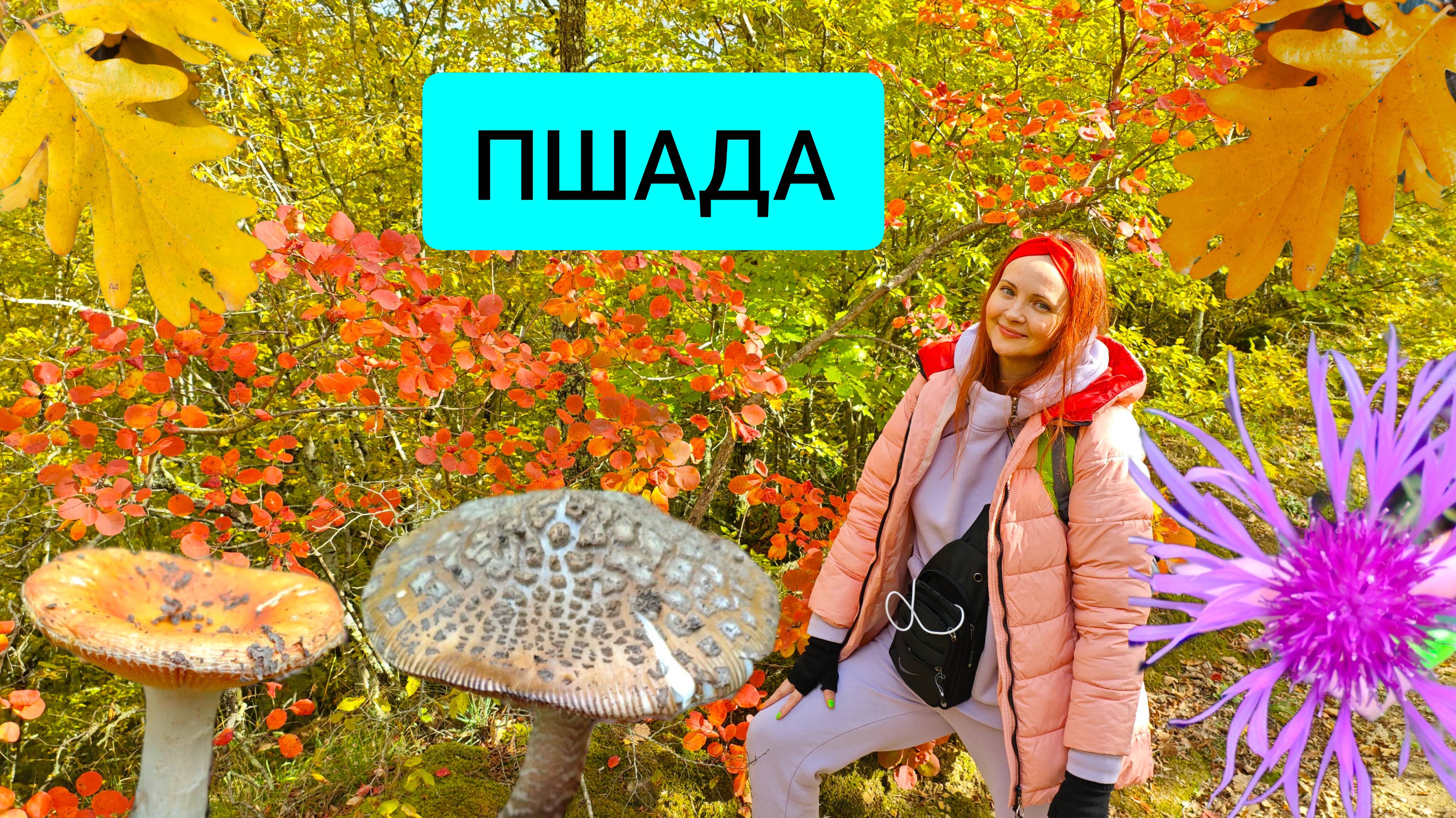 #128 Пшада. Какие грибы растут в Краснодарском крае #леснаяцаревна #sumkiberry #пойдемсомной