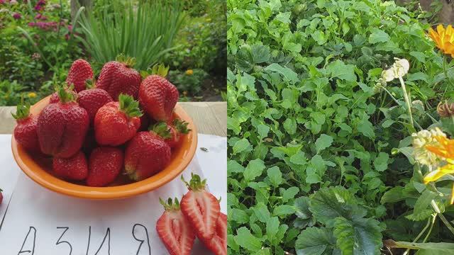 Укрываем Тёплым одеялом клубнику на зиму. Ни когда не вымерзает. А пользы много.