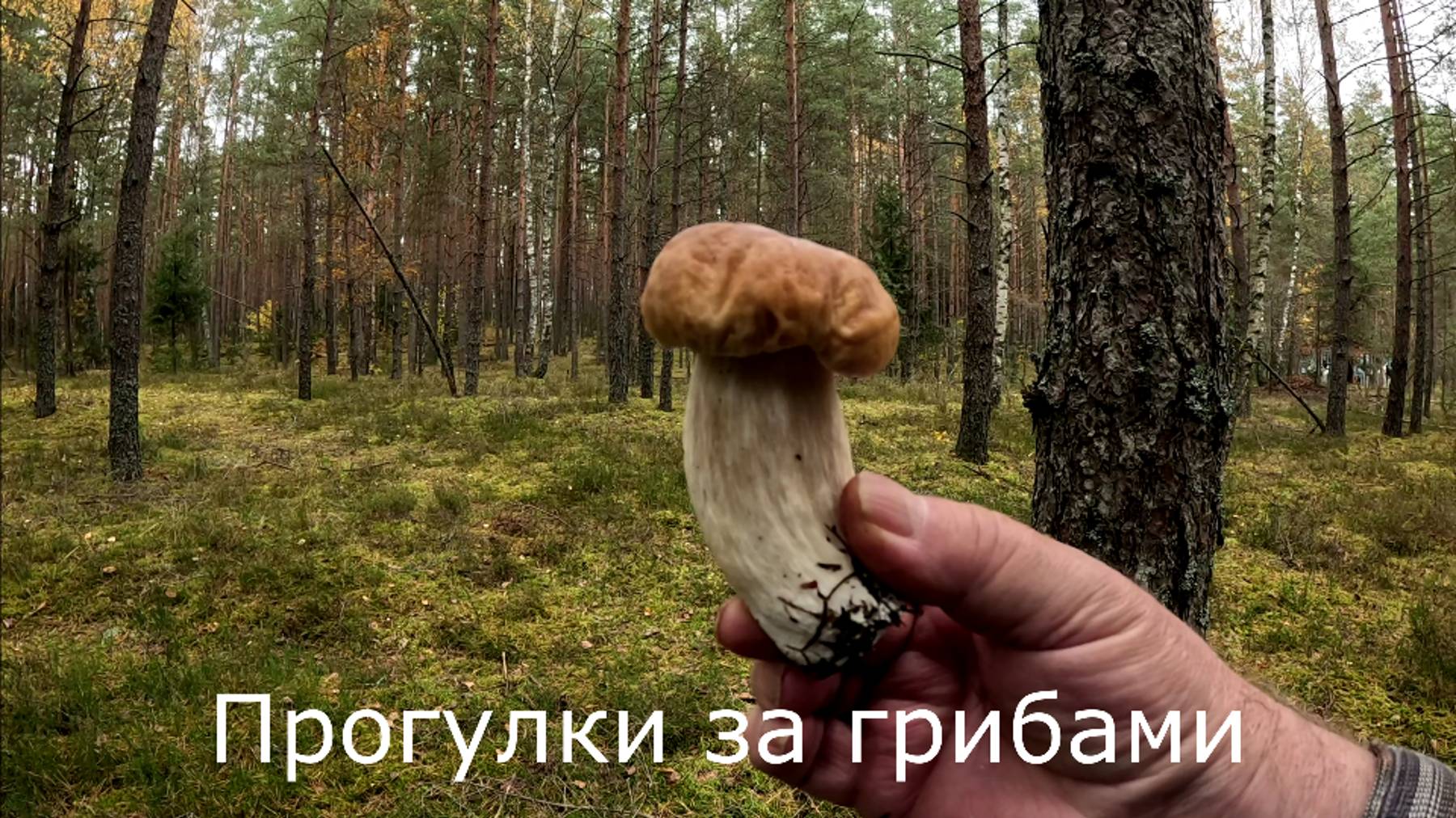 Прогулки за грибами.  По незнакомому лесу, где есть беленькие.