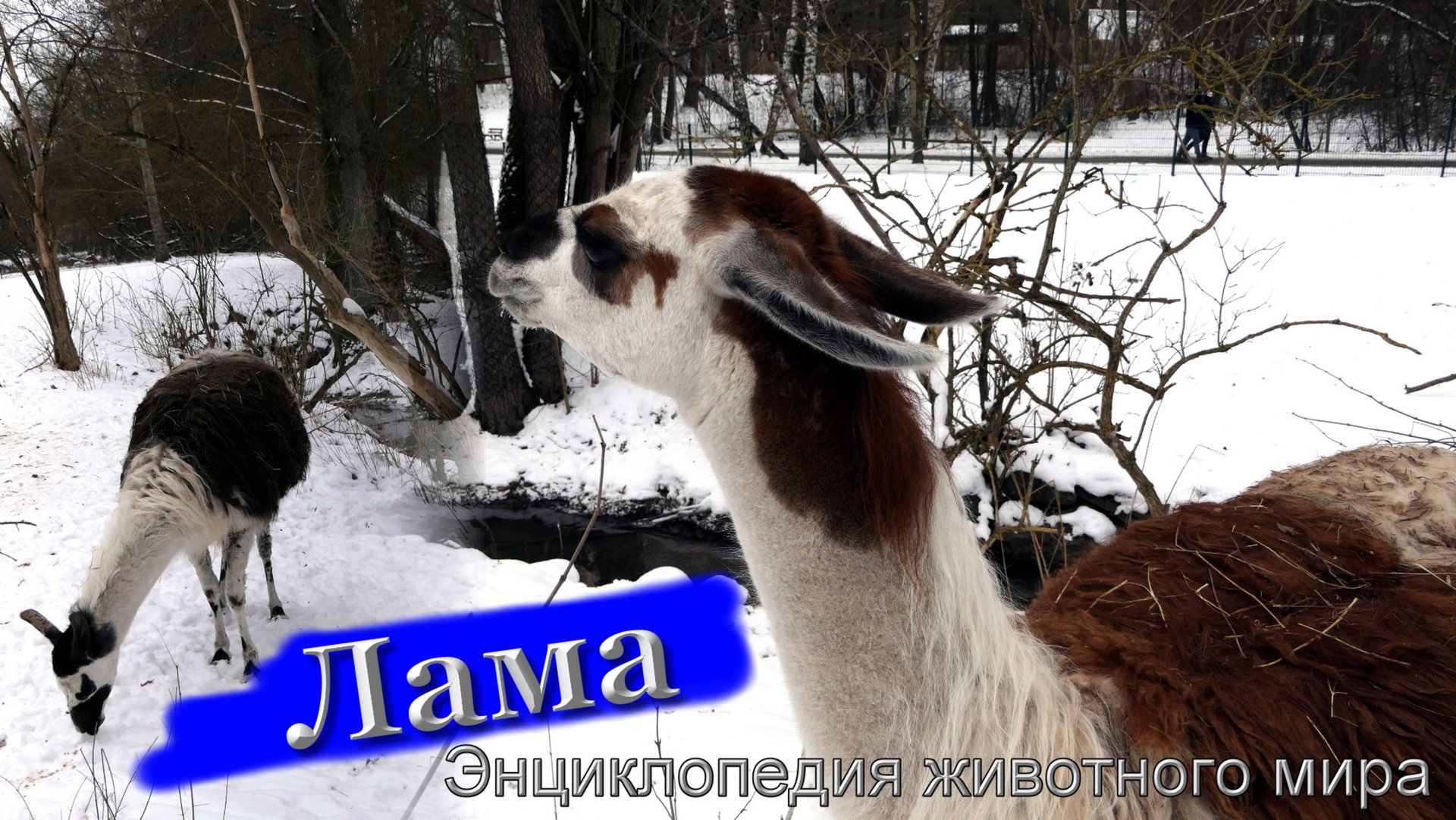 Красивая 🦙 "Белая-Лама" и "Страус"🐥 в зоопарке,😂🤣😂 лучшее развлечение для детей.