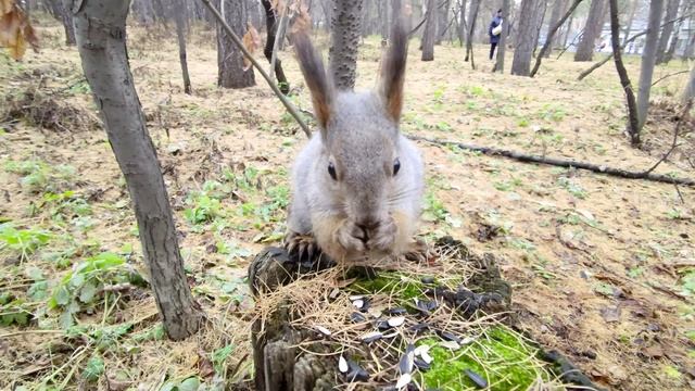 Челябинский парк Гагарина. В природе нет ни воздаяний, ни наказаний, а только последствия 01.11.24г