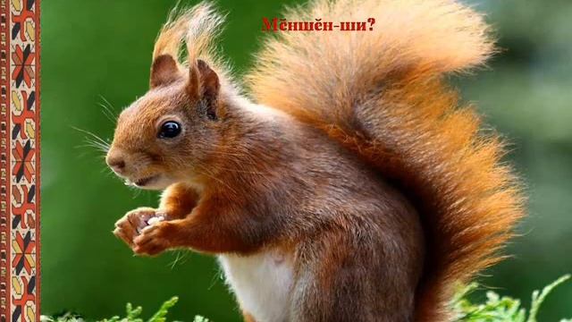 "Пакша", чăваш чĕлхин урокĕ