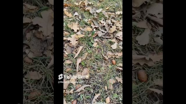 Санкт-Петербург. 27.10.2024. Юлечка собирает желуди для поделок