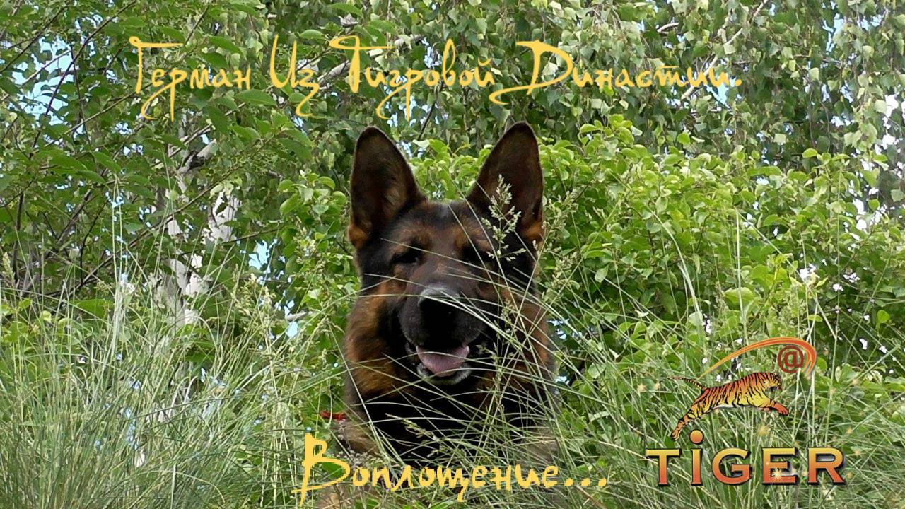 "Король наших джунглей"