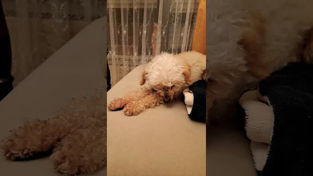 От работы кони....