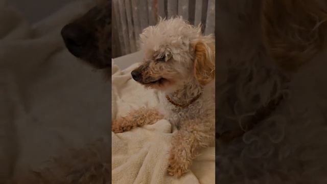 Бобик позирует...