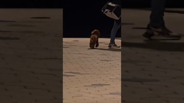 Бобика сородич...